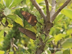 Euploea sylvester swinhoei