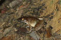 Limnonectes paramacrodon