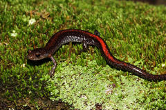 Plethodon angusticlavius