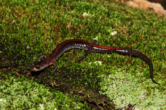 Plethodon angusticlavius