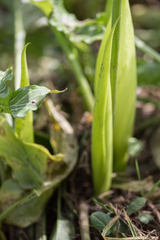 Arum italicum
