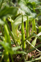 Arum italicum