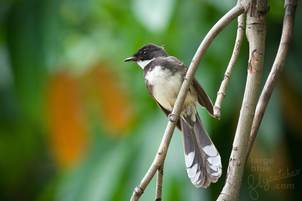 Malaysian Pied-Fantail photo