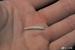 Dentalium octangulatum