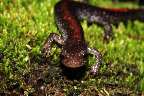 Ozark Zigzag Salamander