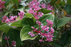 Medinilla speciosa