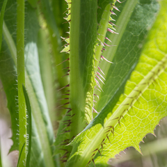 Lactuca serriola