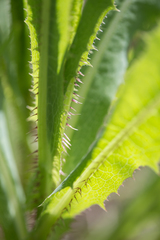 Lactuca serriola