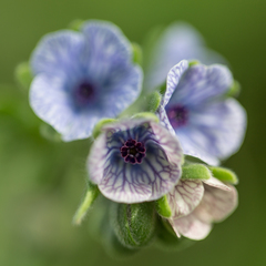 Cynoglossum creticum