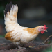 Domestic Chicken - Photo (c) Sam Hambly, some rights reserved (CC BY-NC), uploaded by Sam Hambly