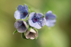 Cynoglossum creticum