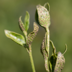Puccinia vincae