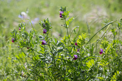 Vicia sativa