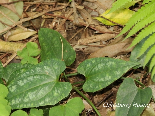 Clematis tashiroi iNat (3)