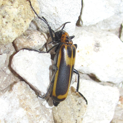 Pyrota insulata