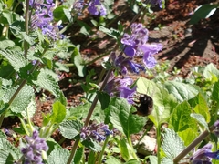 Anthophora plumipes