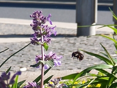 Anthophora plumipes