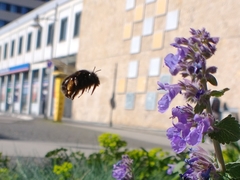 Anthophora plumipes