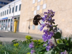 Anthophora plumipes