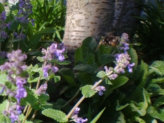 Anthophora plumipes