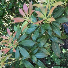 Pieris japonica japonica