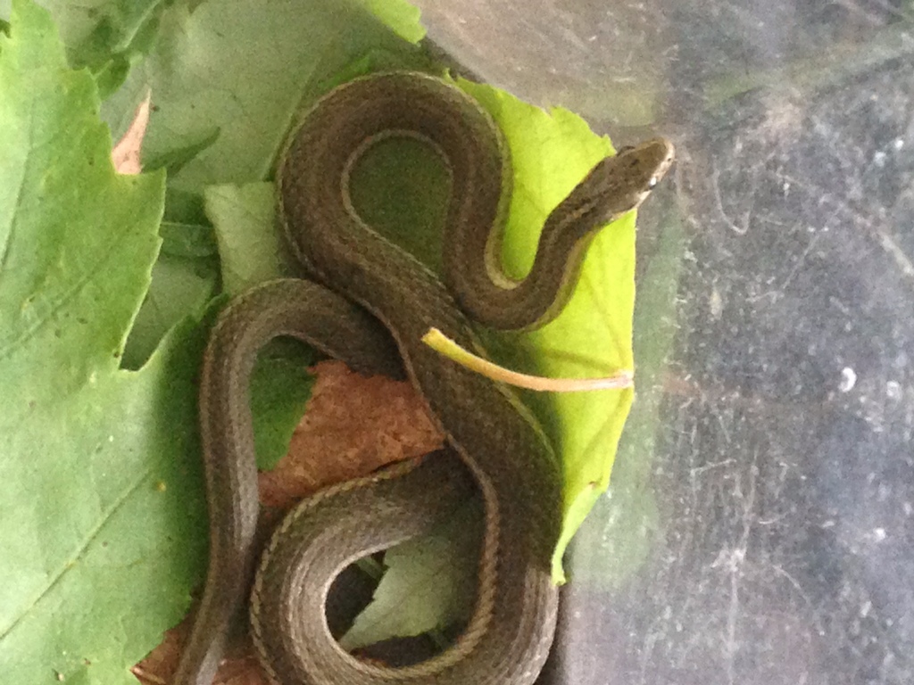 Shorthead Garter Snake