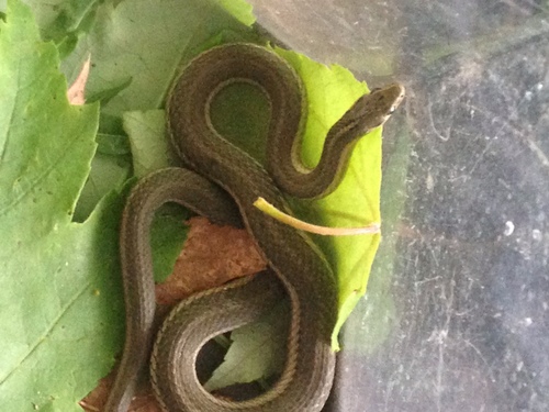 Short-headed Garter Snake (Thamnophis brachystoma), a species recorded in Pennsylvania