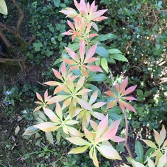 Pieris japonica japonica