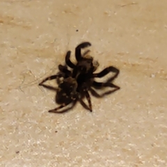 Pseudeuophrys