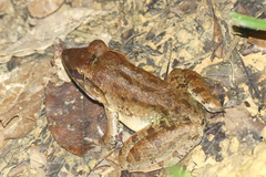 Limnonectes paramacrodon