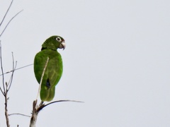 Amazona vittata