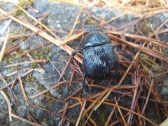 Phelotrupes formosanus