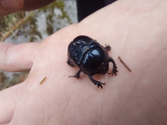 Phelotrupes formosanus