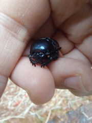 Phelotrupes formosanus