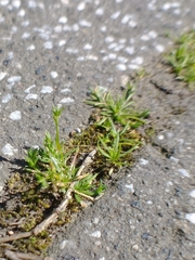 Sagina procumbens