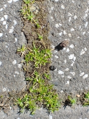 Sagina procumbens