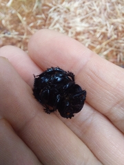 Phelotrupes formosanus