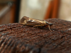 Limnephilus auricula