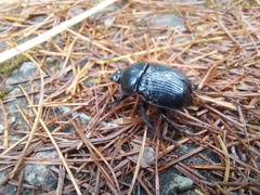 Phelotrupes formosanus