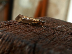 Limnephilus auricula