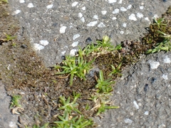 Sagina procumbens