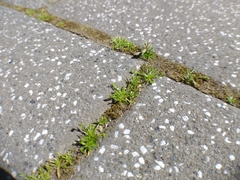 Sagina procumbens