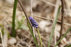 Muscari armeniacum