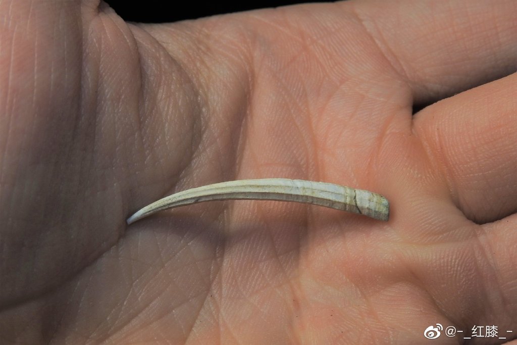 Dentalium obtusum