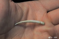Dentalium obtusum