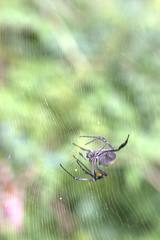 Trichonephila inaurata inaurata