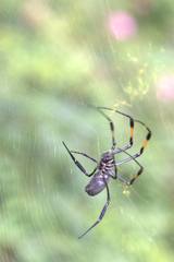 Trichonephila inaurata inaurata