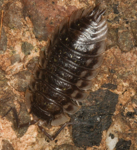 Oniscus asellus