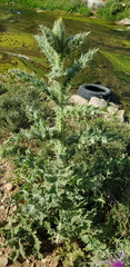 Onopordum palaestinum