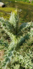 Onopordum palaestinum